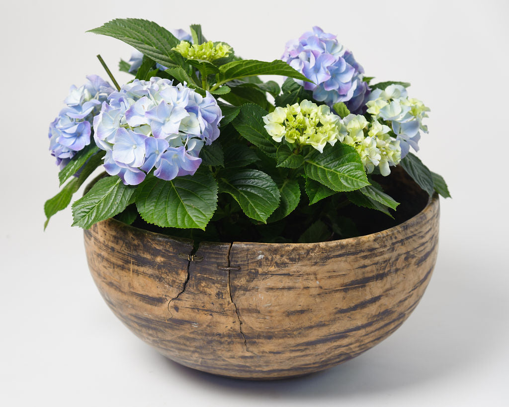 Antique Swedish Root Knot Bowl