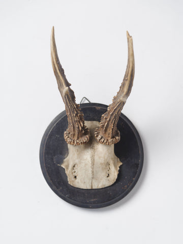 Antique Roe deer antlers mounted on circular shield
