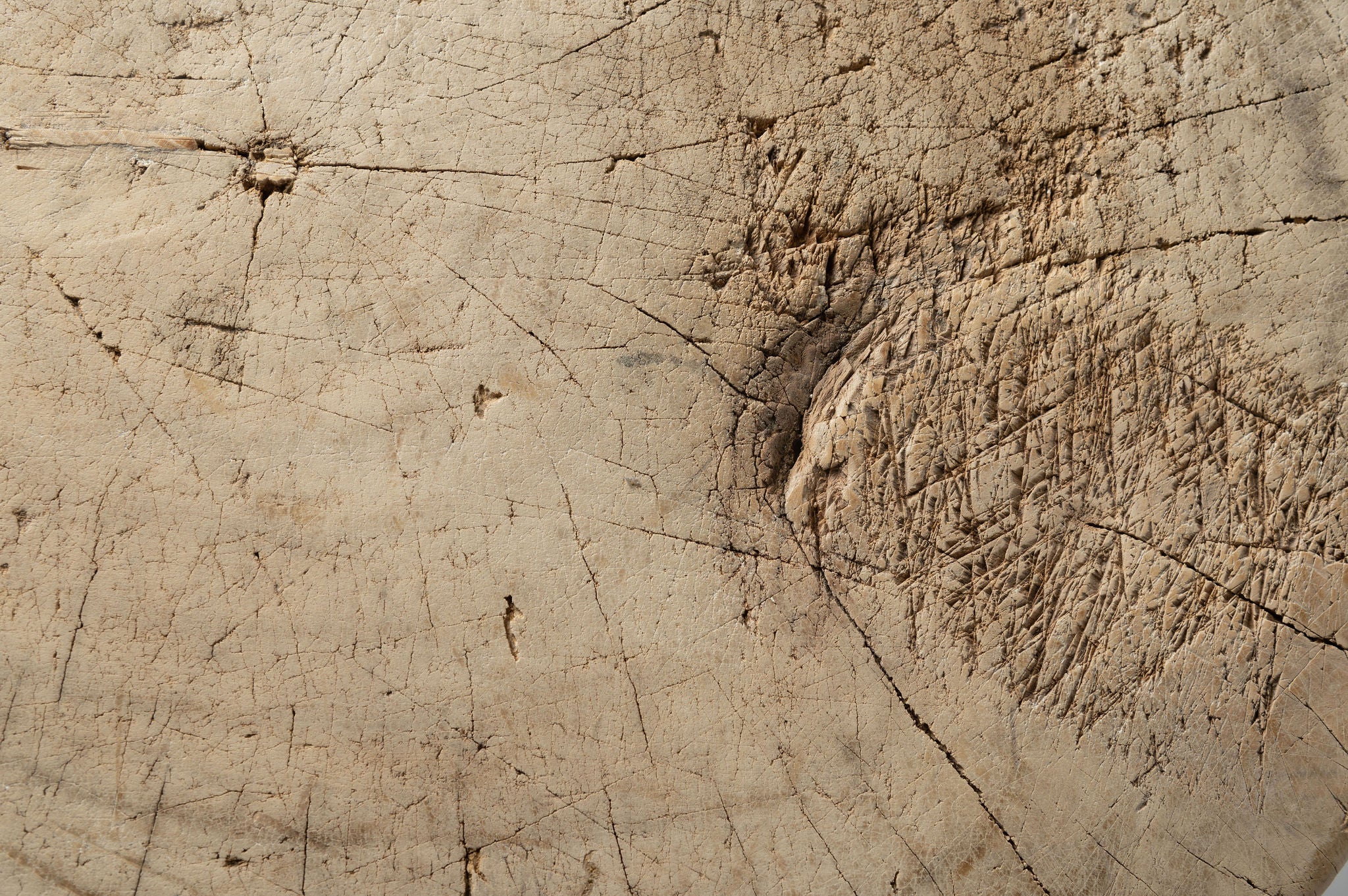 Bleached rustic chinese elm cutting block table