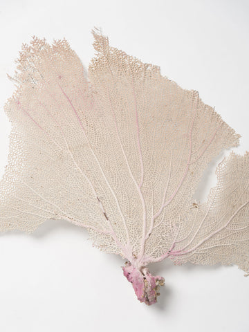 Natural Sea Fan Coral with cream/lilac colouring