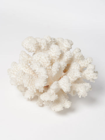 Antique White Sea Coral