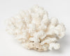 Antique White Sea Coral