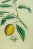 Authentic John Derian Company Citrus Medica Glass Tray/Platter