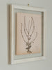Antique French Herbariums Framed