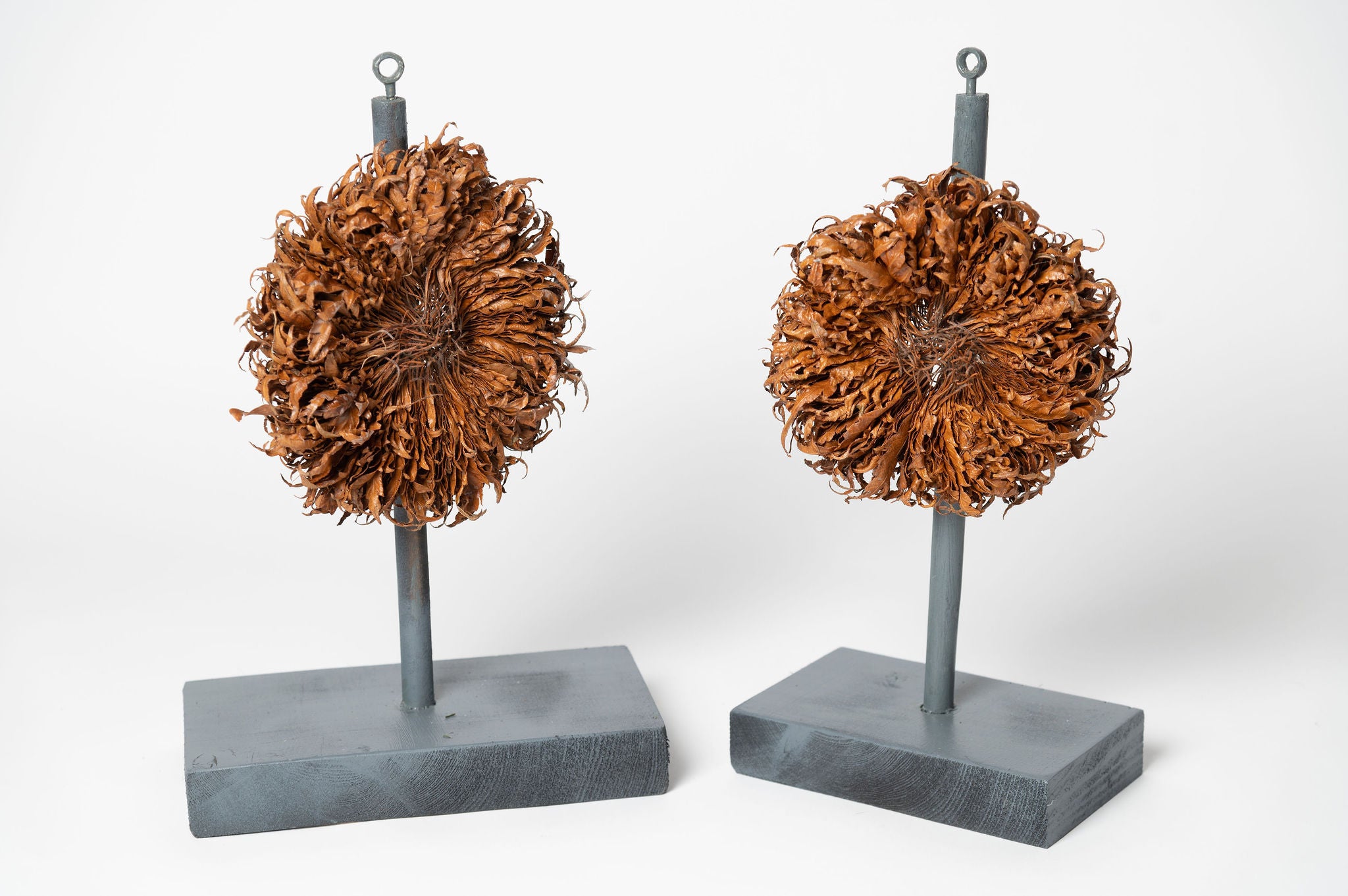 Collection of leaf sculptures by Sarah Moore
