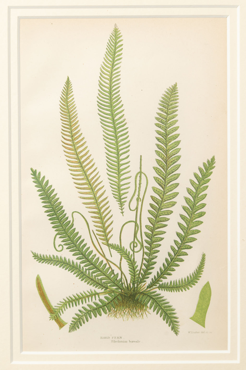Antique 19th Century chromolithic Fern Prints by Ann Pratt