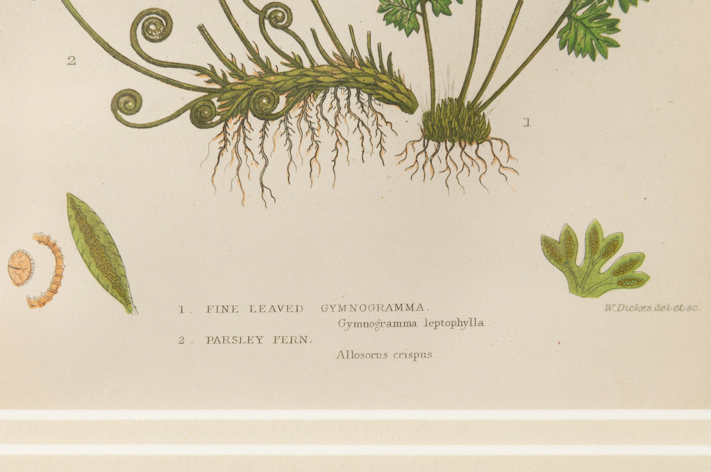 Antique 19th Century chromolithic Fern Prints by Ann Pratt