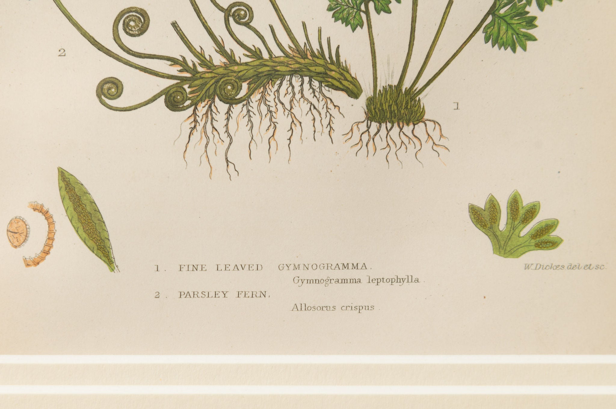 Antique 19th Century chromolithic Fern Prints by Ann Pratt