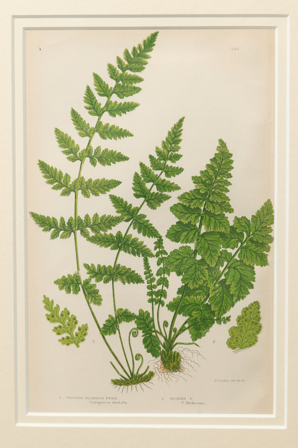 Antique 19th Century chromolithic Fern Prints by Ann Pratt