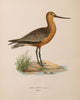 Antique Water Bird lithograph, mounted and framed