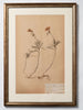 Framed 19th Century Swedish Herbarium