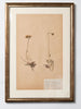 Framed 19th Century Swedish Herbarium