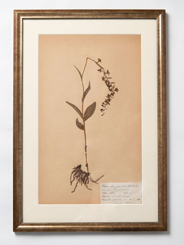 Framed Antique 19th Century Swedish Herbarium