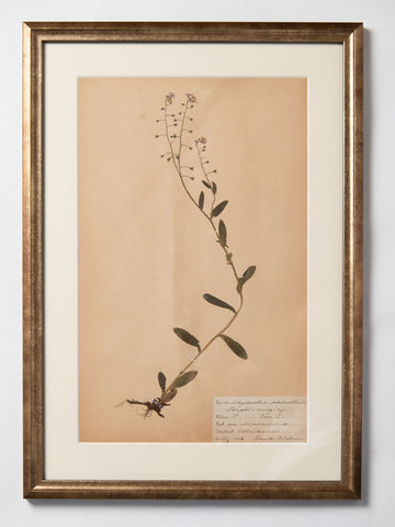 Framed 19th Century Swedish Herbarium
