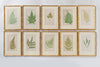 Antique 19th Century Fern lithograph prints in gilt bamboo frames