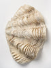 Beautiful Vintage Clam Shell