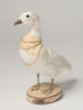 Beautiful Rare Taxidermy Albino Mandarin Duck