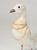 Beautiful Rare Taxidermy Albino Mandarin Duck