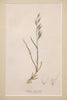 Antique hand coloured botanical engravings by James Sowerby