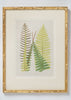 Antique 19th Century Fern Prints in bespoke gilt bamboo frames