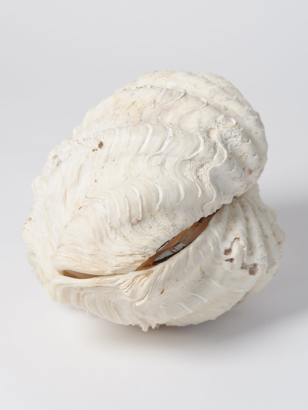 Complete Ruffle Clam shell