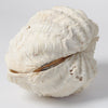 Complete Ruffle Clam shell