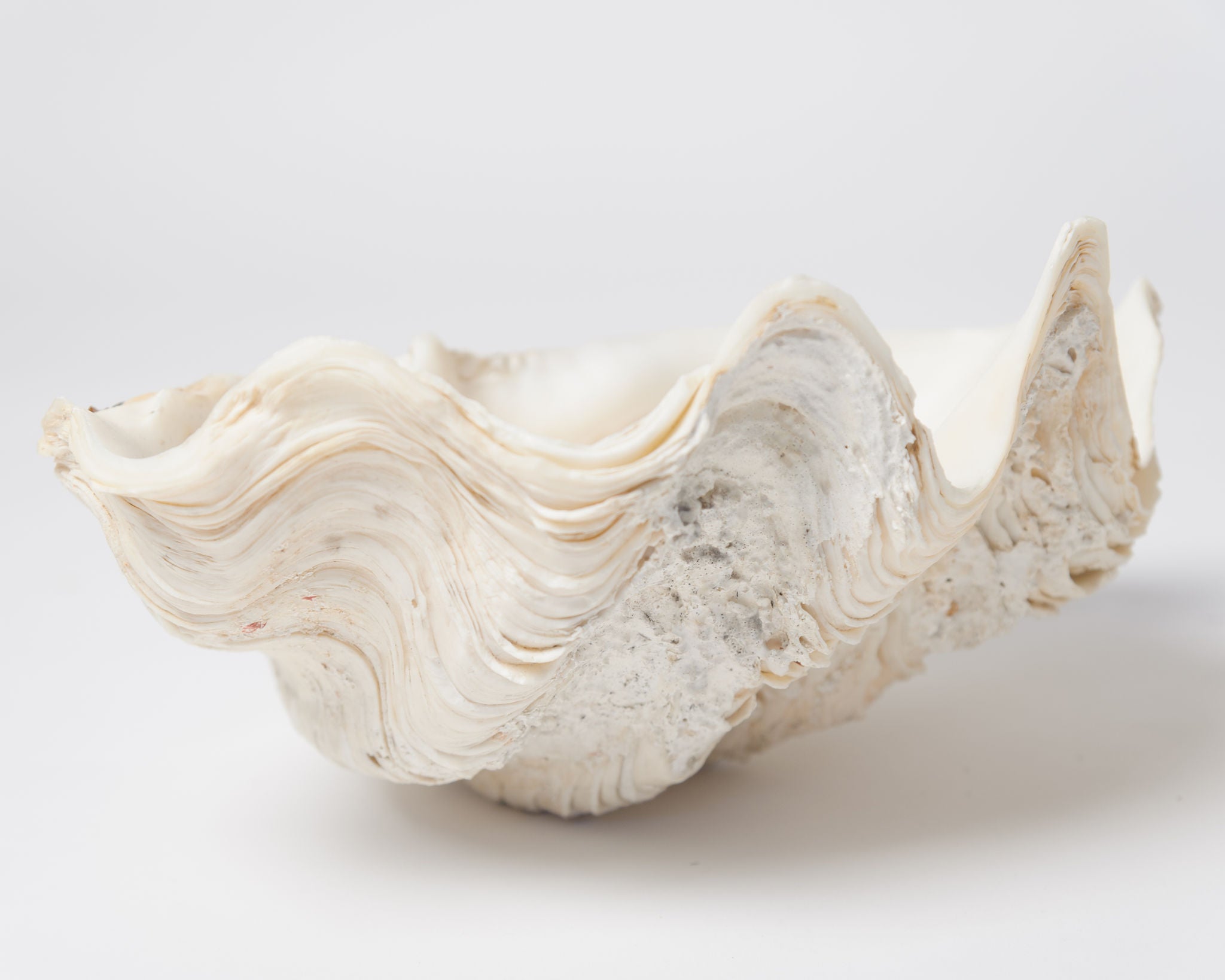 Complete Ruffle Clam shell