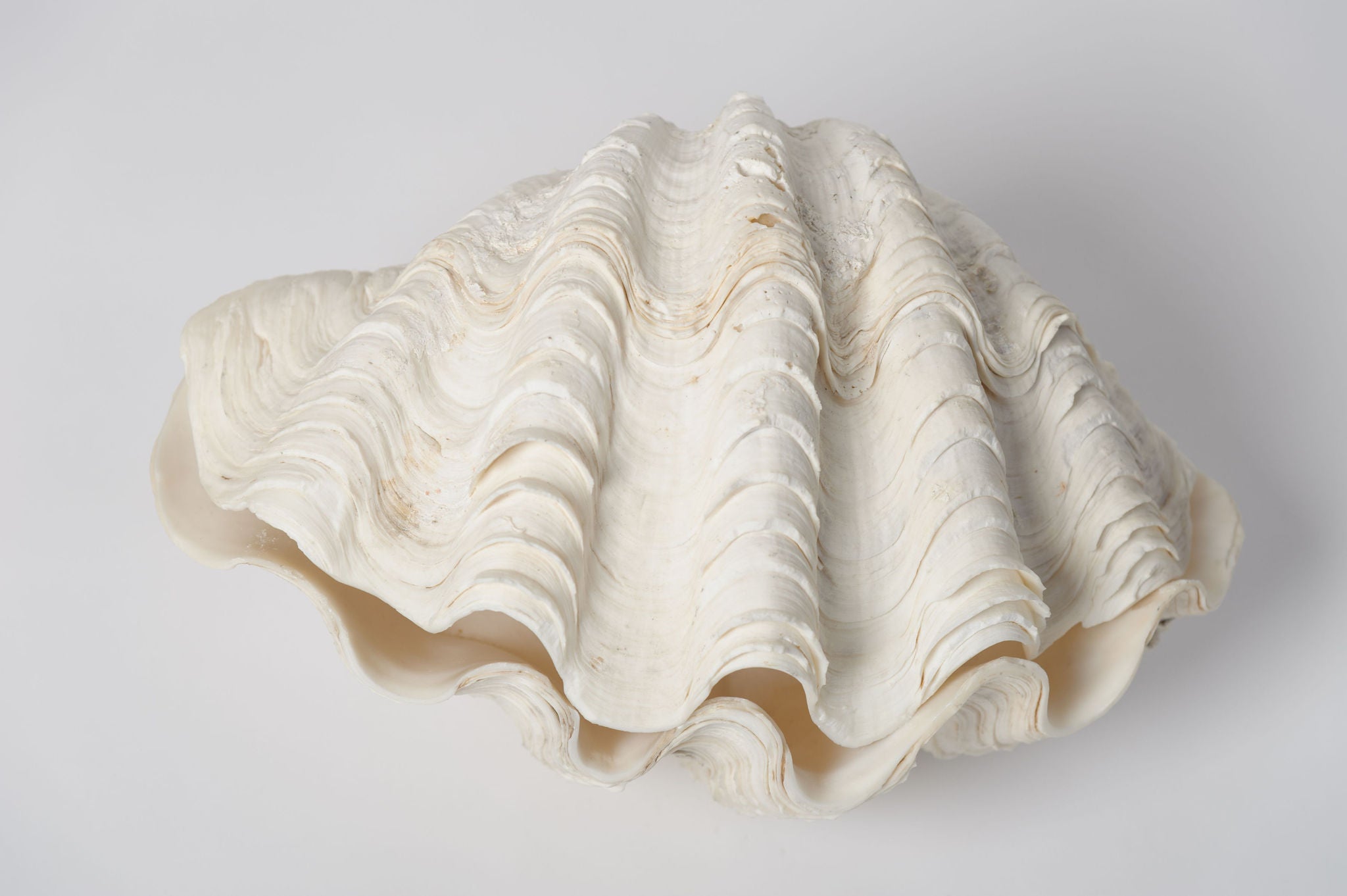 Giant Ruffled Clam Shell