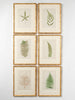 Antique 19th Century Fern lithograph prints in bamboo frames