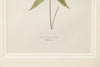 Antique 19th Century Fern lithograph prints in bamboo frames