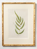 Antique 19th Century Fern lithograph prints in bamboo frames