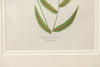 Antique 19th Century Fern lithograph prints in bamboo frames