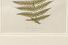 Antique 19th Century Fern lithograph prints in bamboo frames