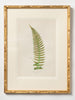 Antique 19th Century Fern lithograph prints in bamboo frames
