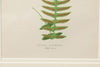 Antique 19th Century Fern lithograph prints in bamboo frames