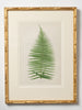 Antique 19th Century Fern lithograph prints in bamboo frames