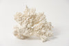 Antique White Coral Specimen
