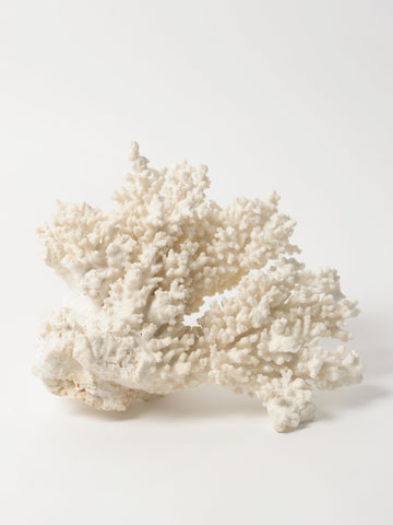 Antique White Coral Specimen