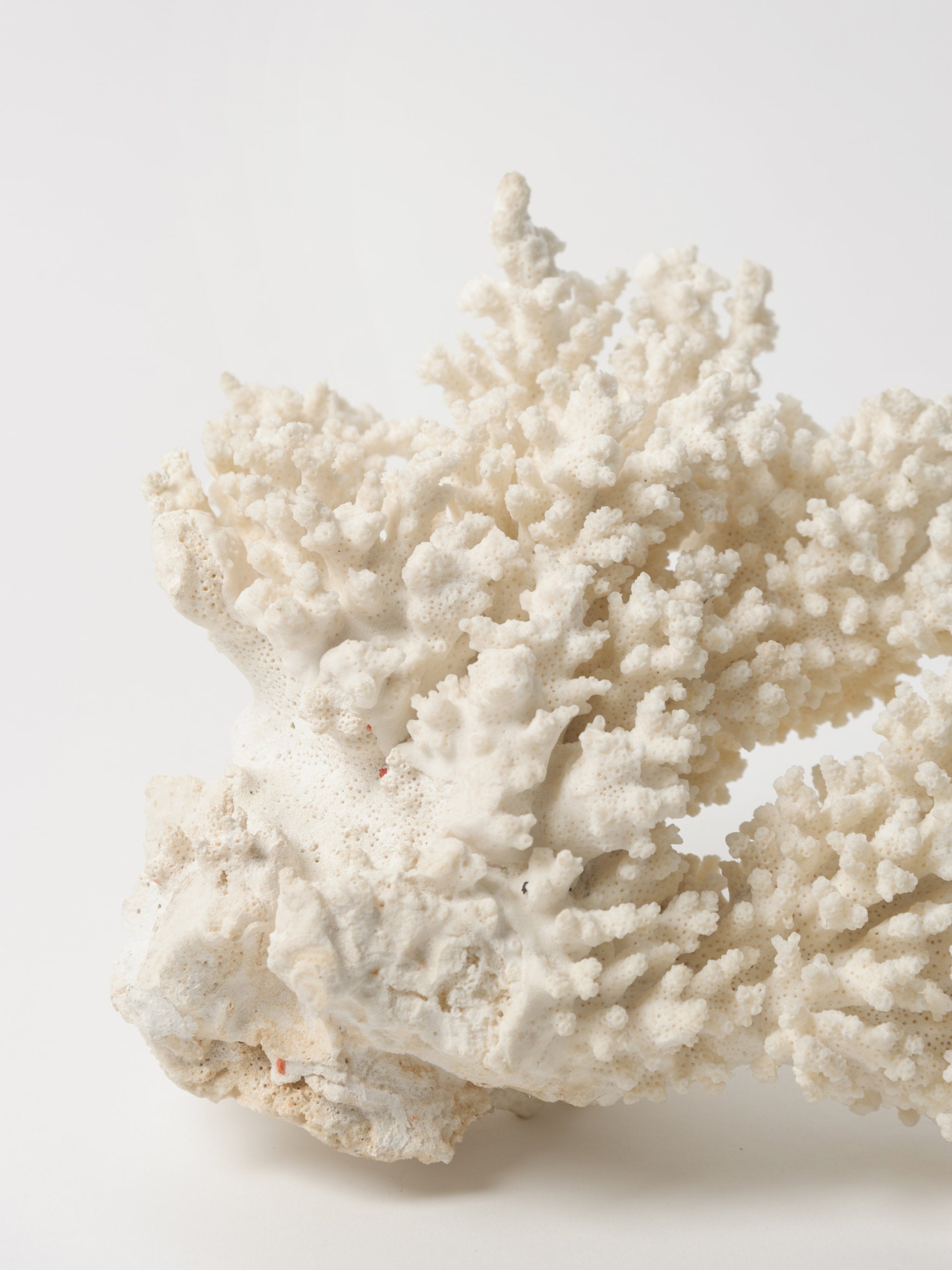 Coral Specimen -  Canada