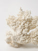 Antique White Coral Specimen