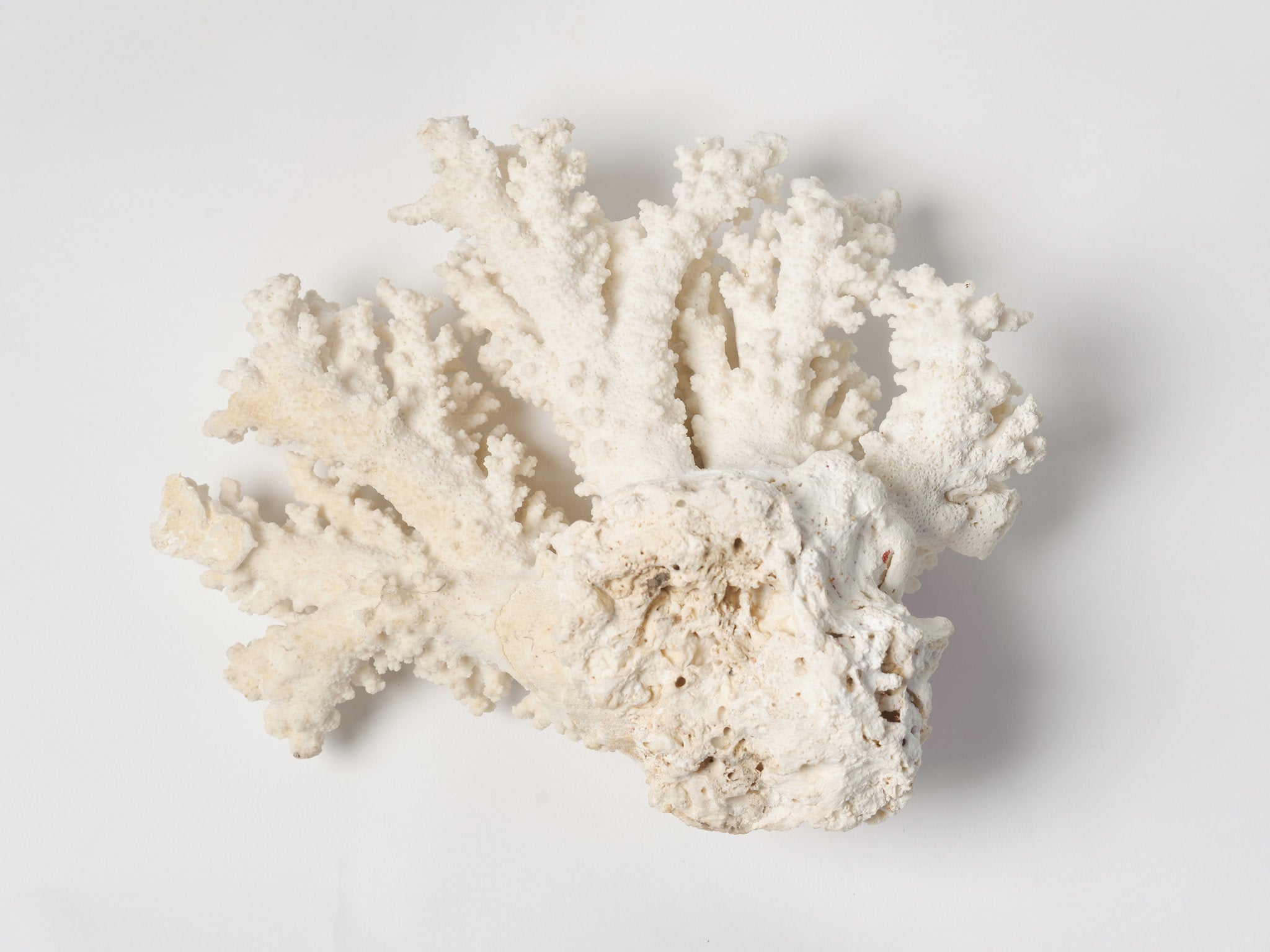 Collected Coral Specimen Stock Photo - Alamy