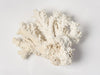 Antique White Coral Specimen