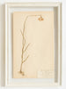 Framed Swedish Herbariums