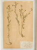 Framed Swedish Herbariums