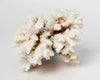 Antique Coral piece