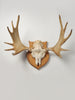 Antique Swedish Elk Skull and Antlers on Shield