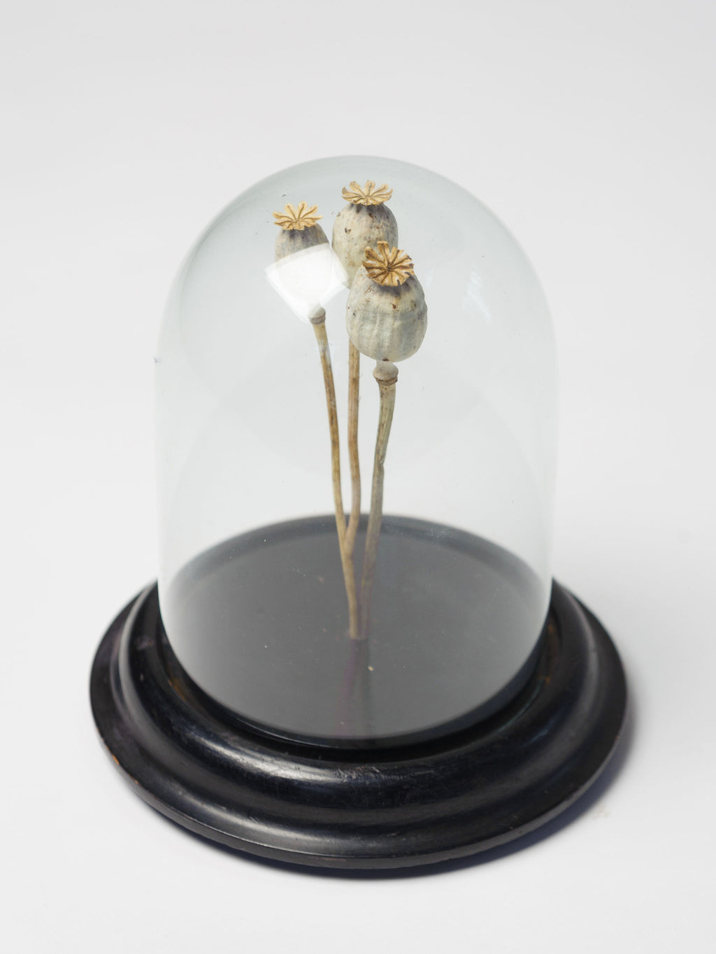 Antique French Display Dome with ebonised base