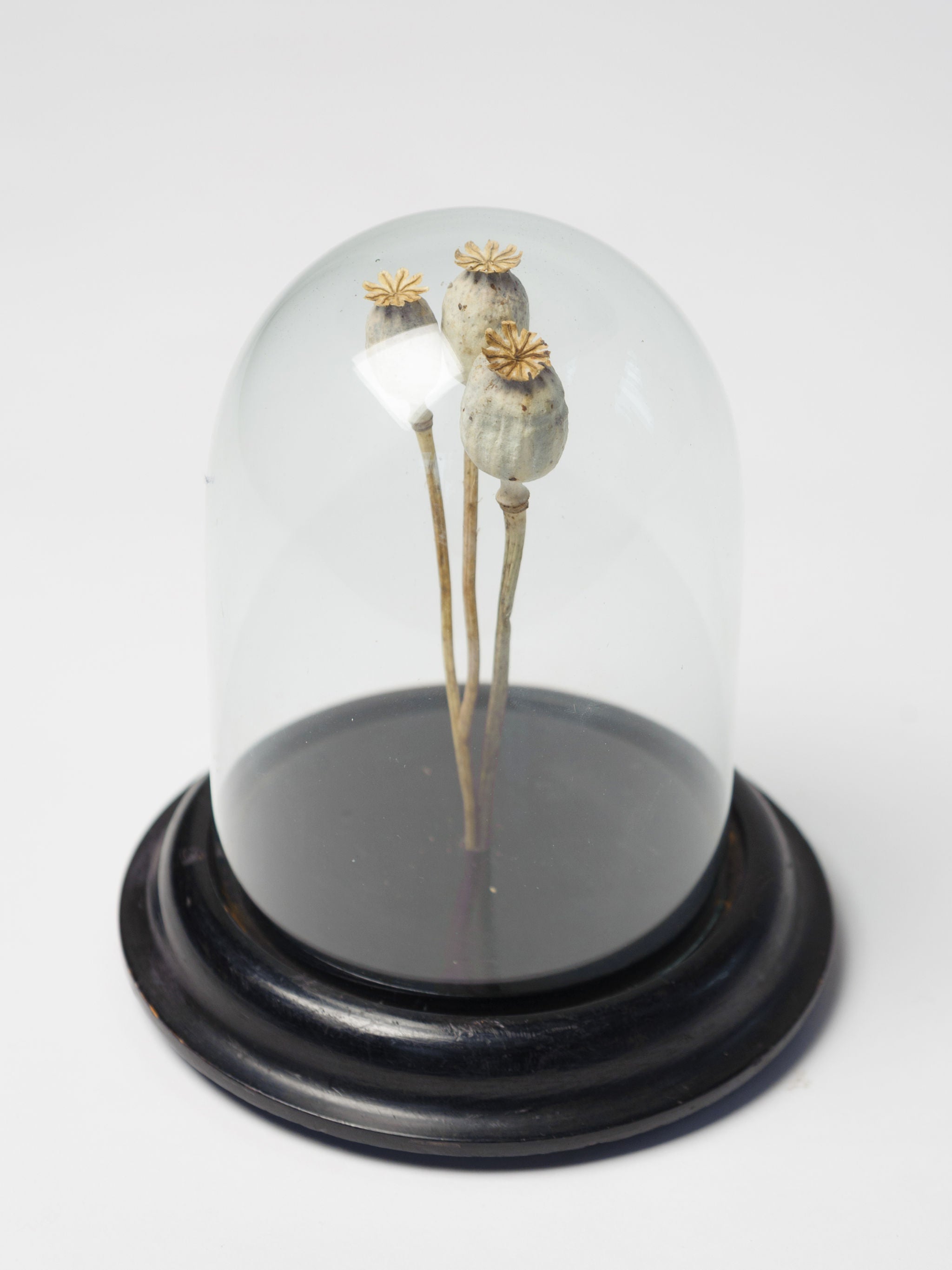 Antique French Display Dome with ebonised base