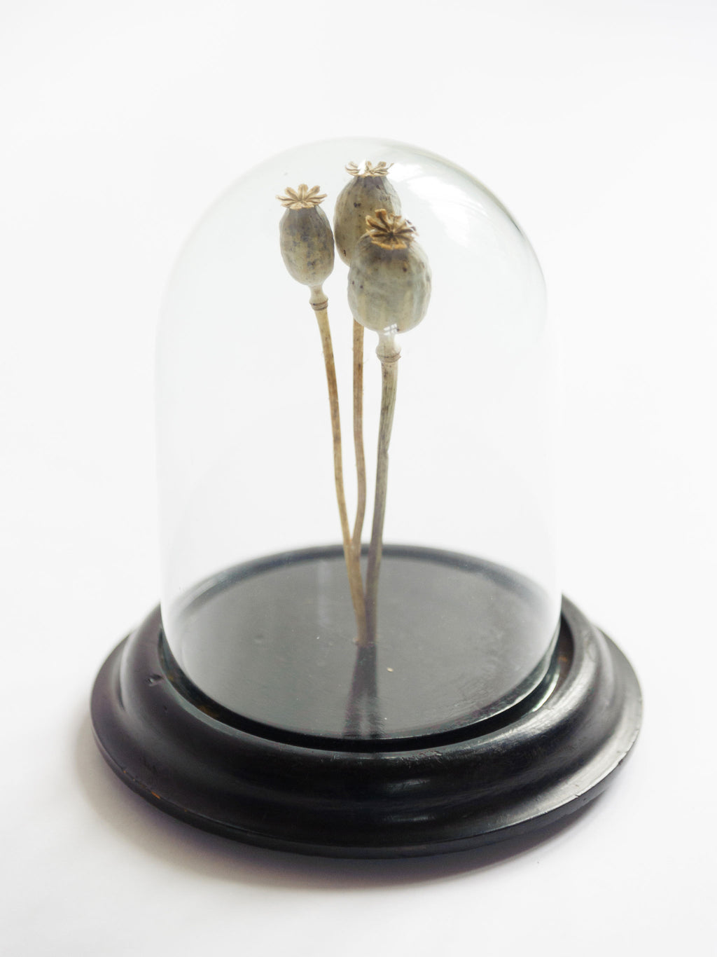 Antique French Display Dome with ebonised base