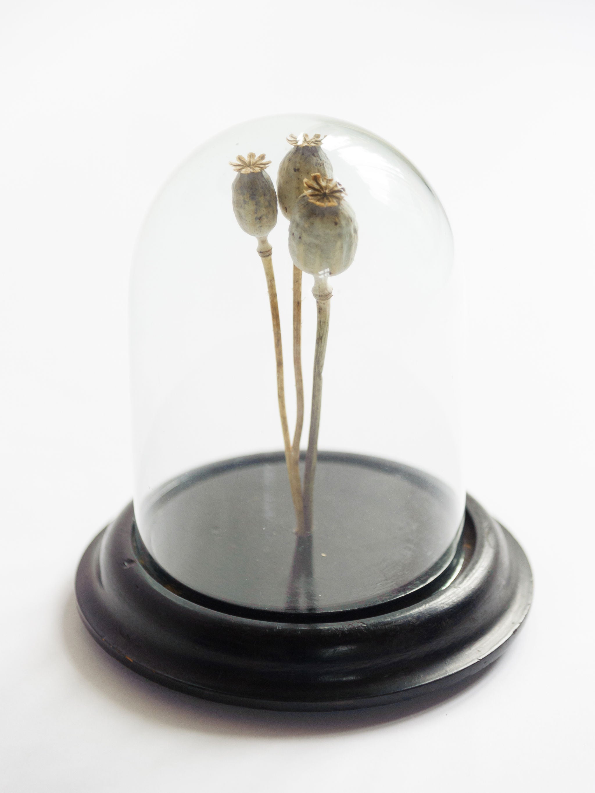 Antique French Display Dome with ebonised base